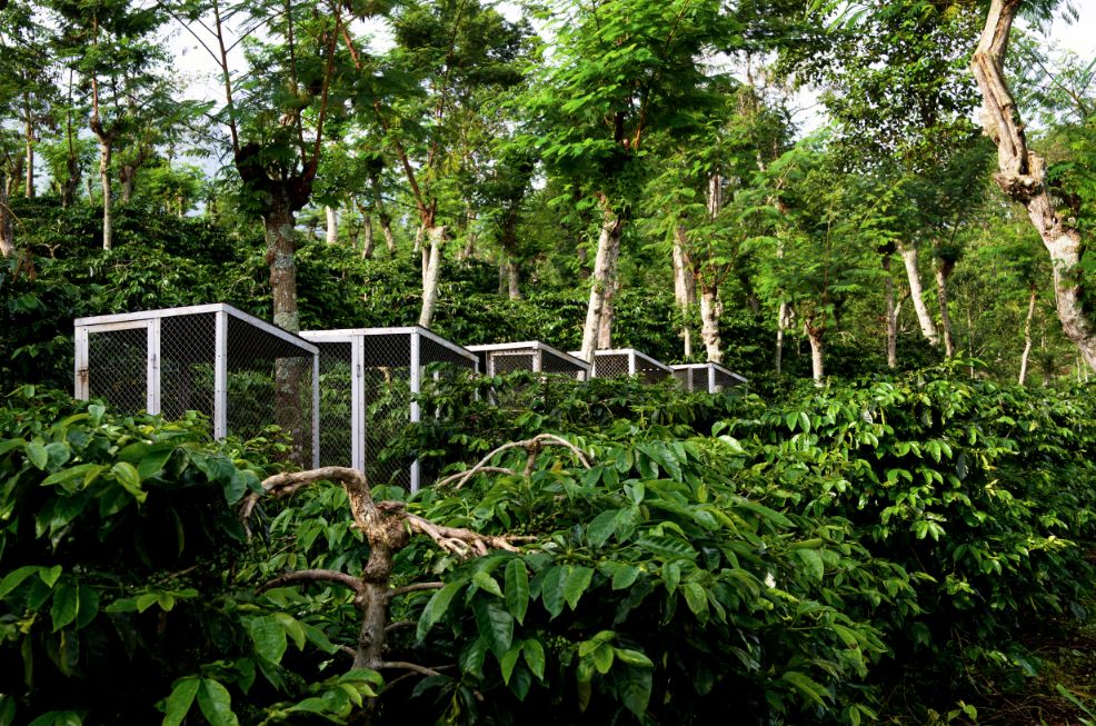 Alat pengeringan kopi di kebun percobaan